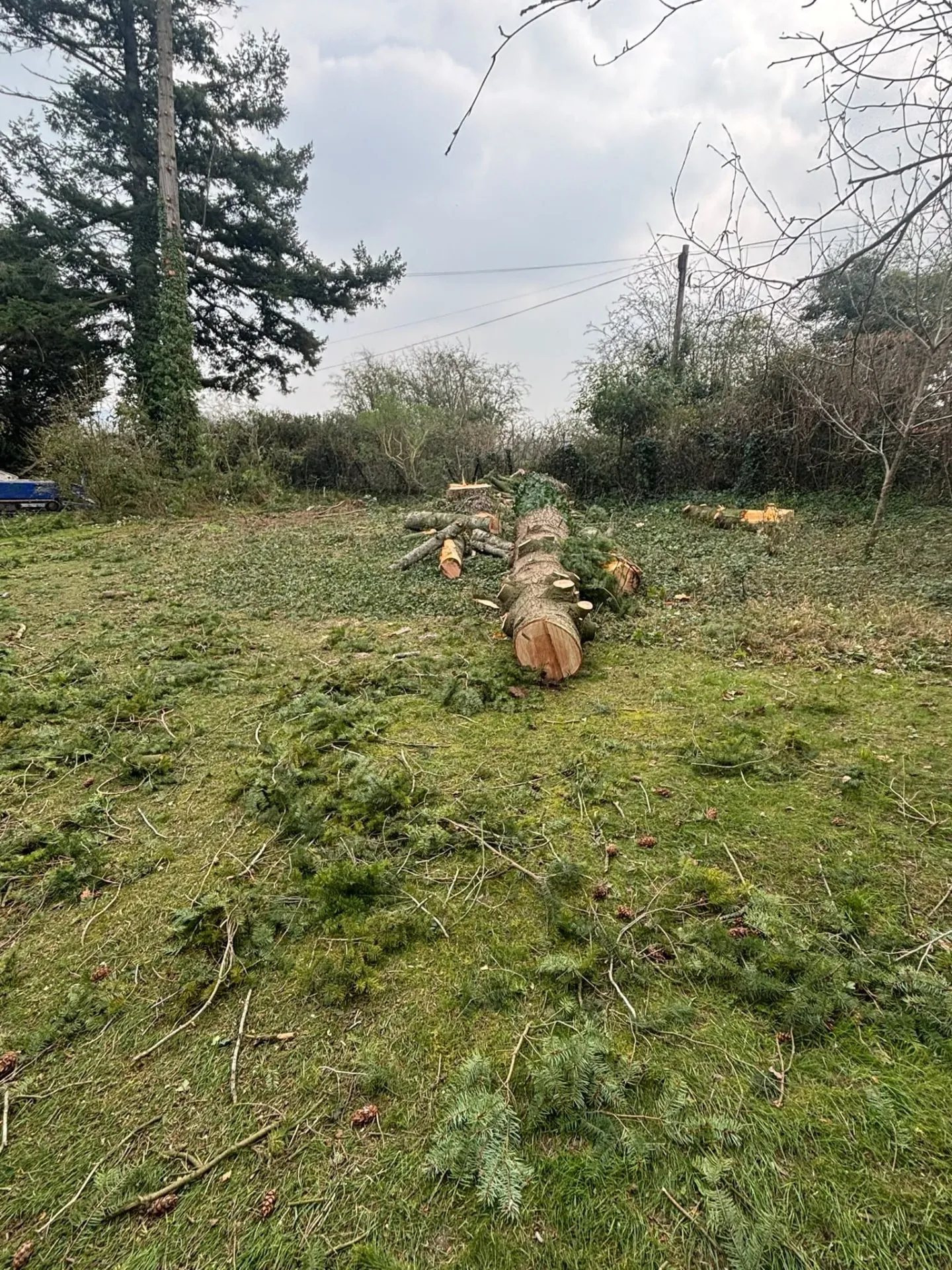 Felled conifer trunk cut into sections on the lawn