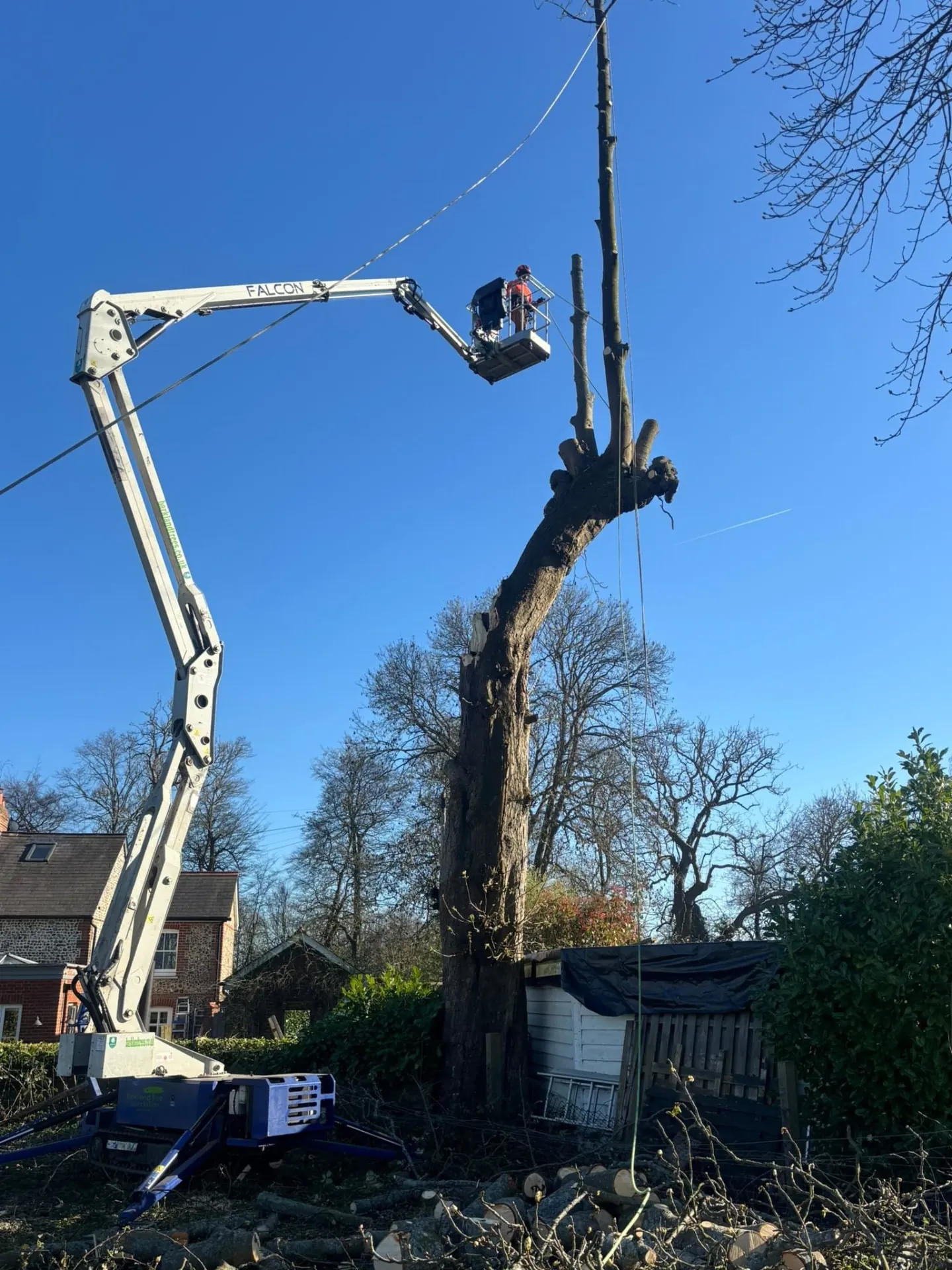 Tree surgeon in a boom lift dismantling a large tree trunk during tree removal