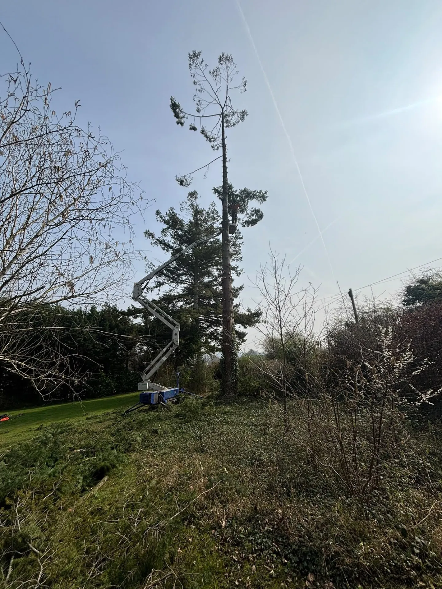 Tall pine with lower branches removed ahead of felling