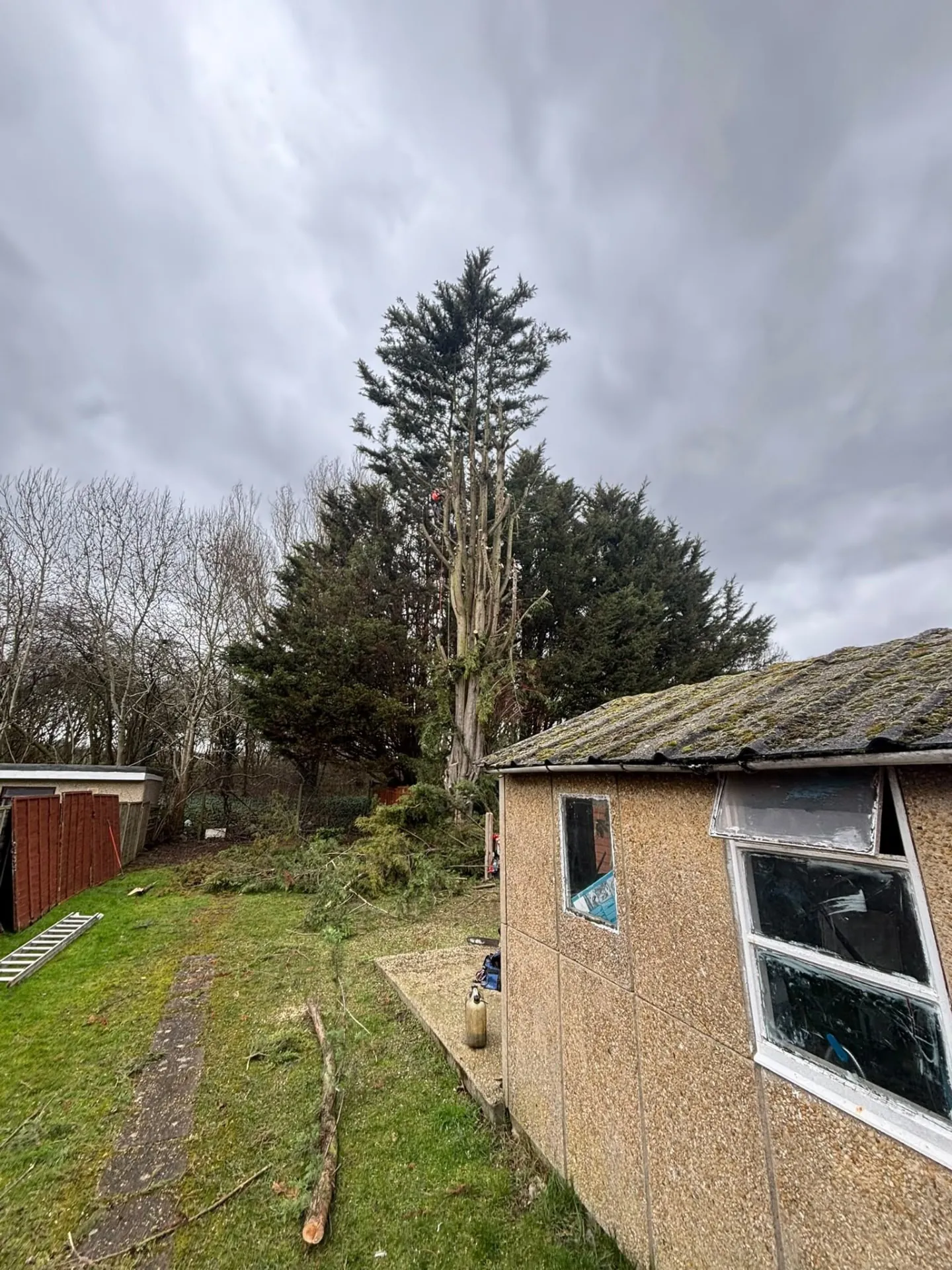 Conifer being dismantled behind a garden shed