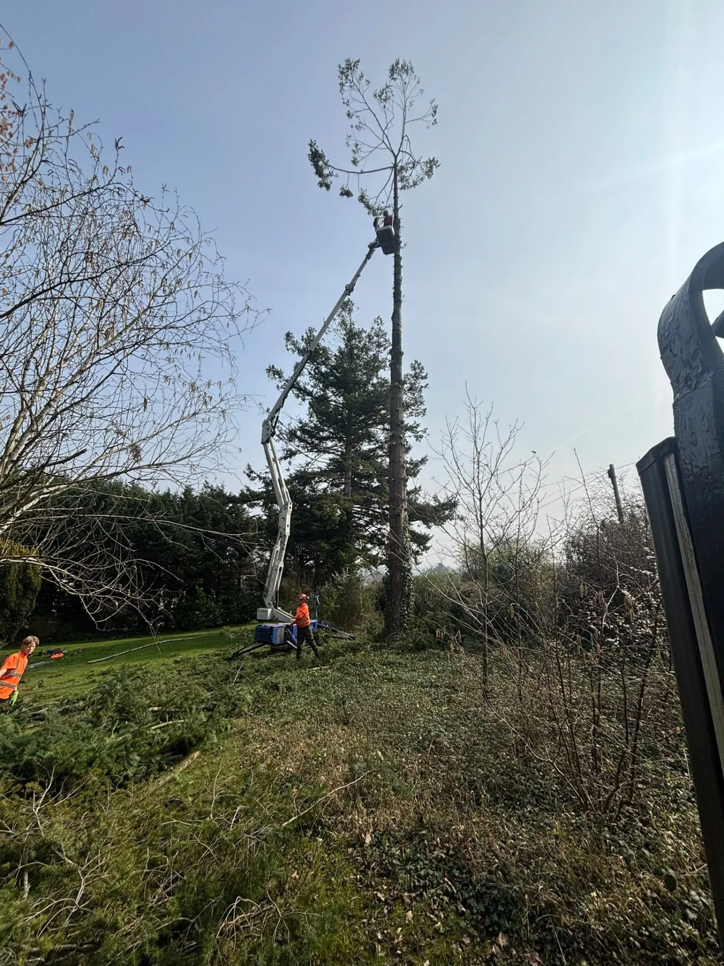 Spider lift reaching the top of a tall tree being removed