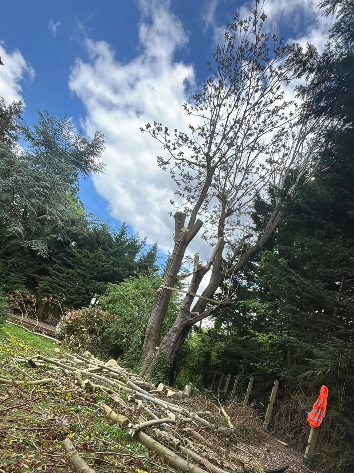Tree being sectioned down with cut timber stacked in the garden