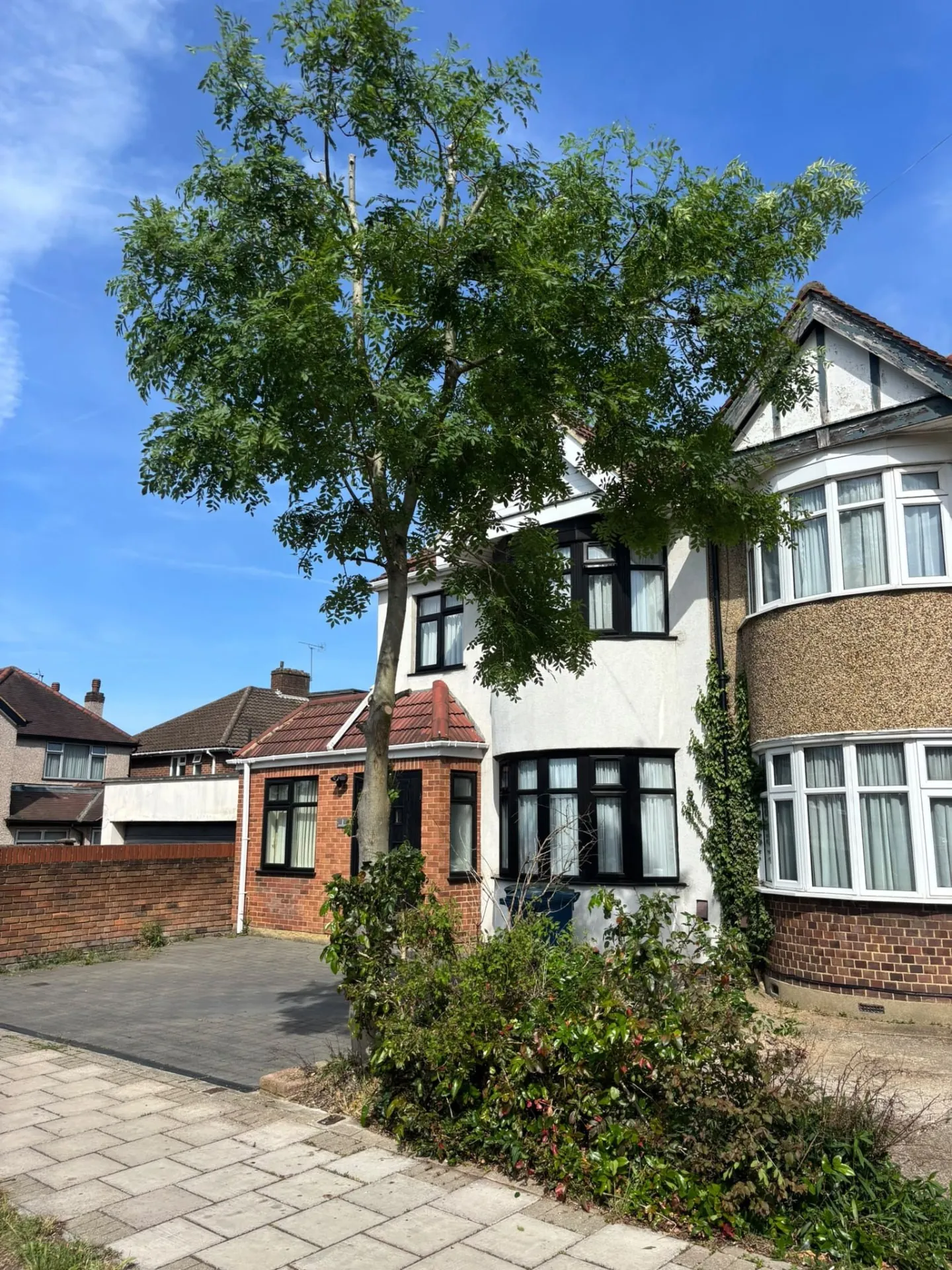 Street ash tree in front of a house after a crown reduction