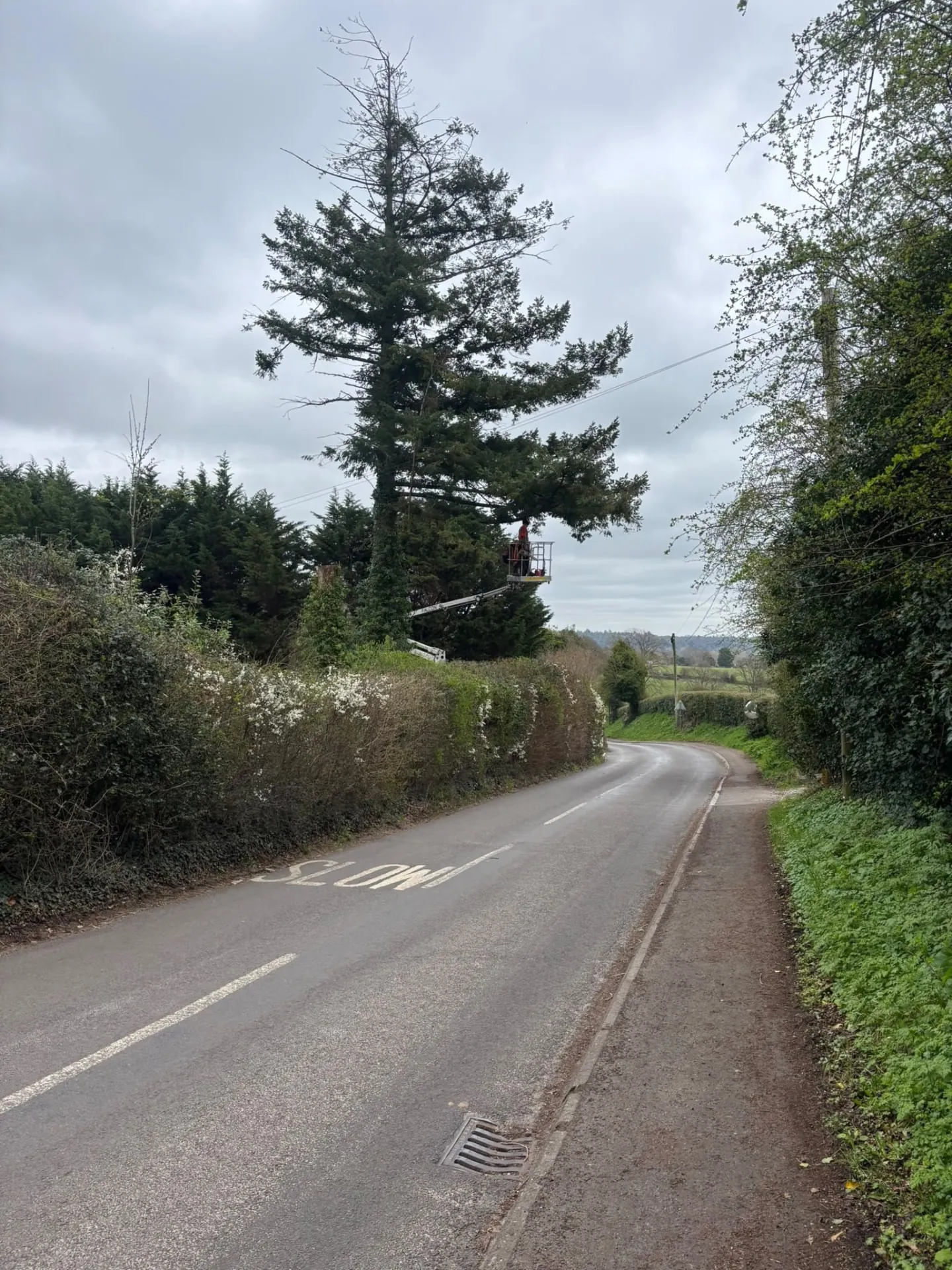 Cherry picker beside a tall conifer on a country road during tree work