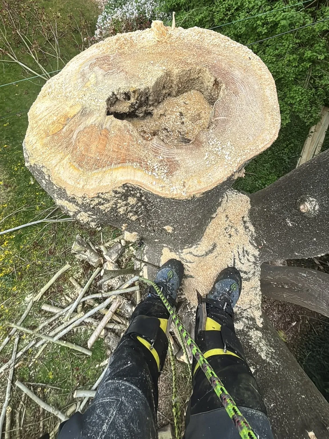 Climber standing on top of a freshly cut tree trunk