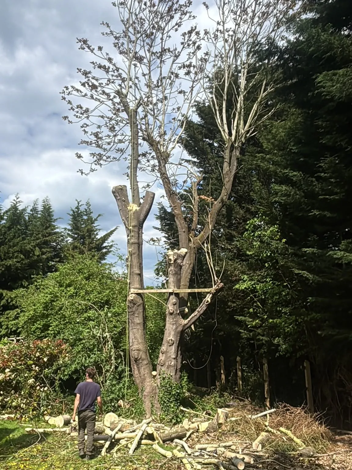 Large tree being sectioned down with cut logs stacked at its base