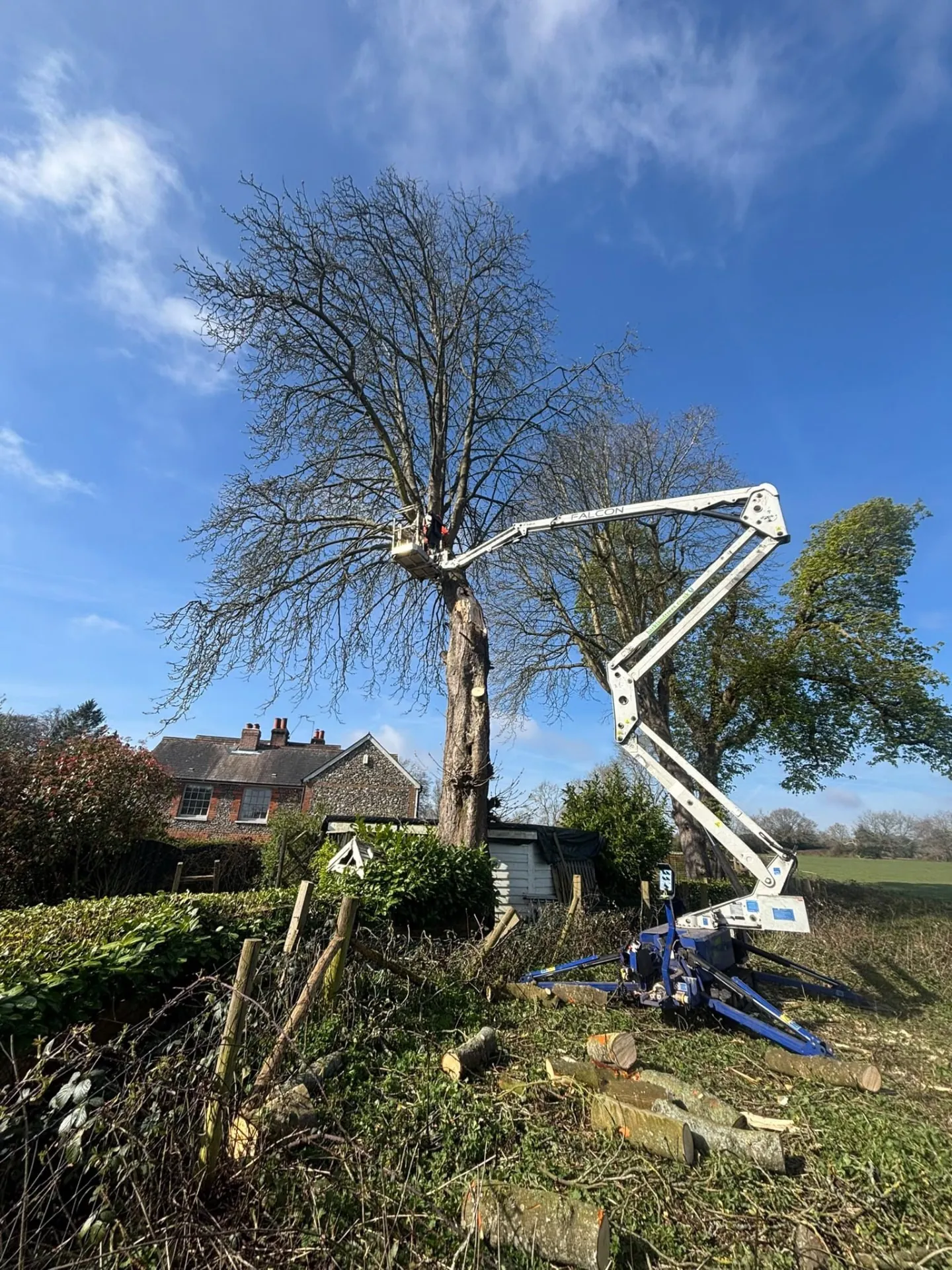 Spider lift beside a large tree during dismantling