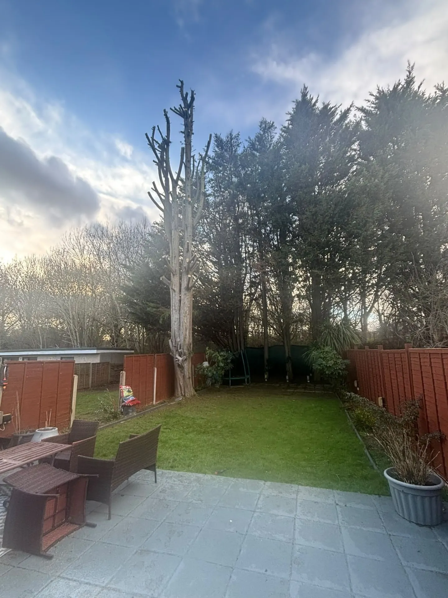 Tall tree reduced to its trunk at the end of a residential garden