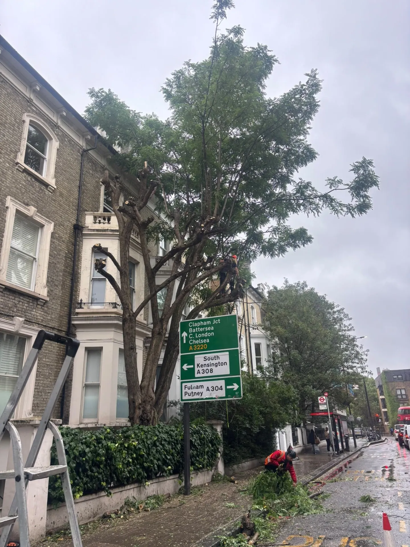 Roadside tree after crown reduction with the street cleared