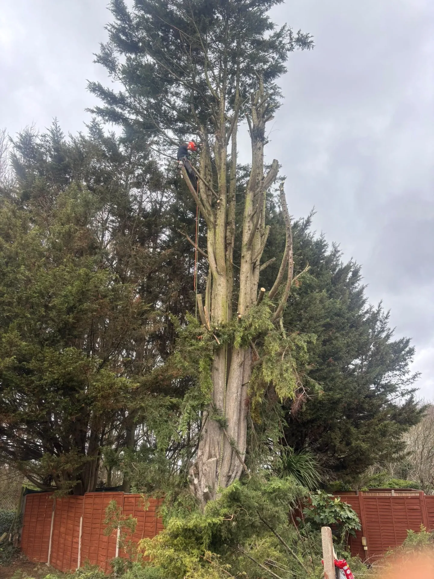 Climber dismantling a tall conifer from the top down in a back garden