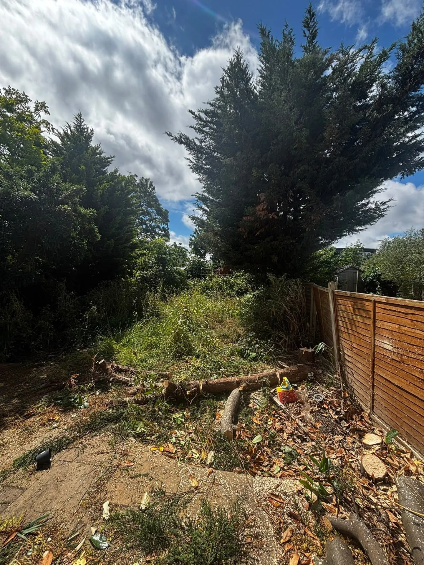 Overgrown garden with conifers before tree work and clearance
