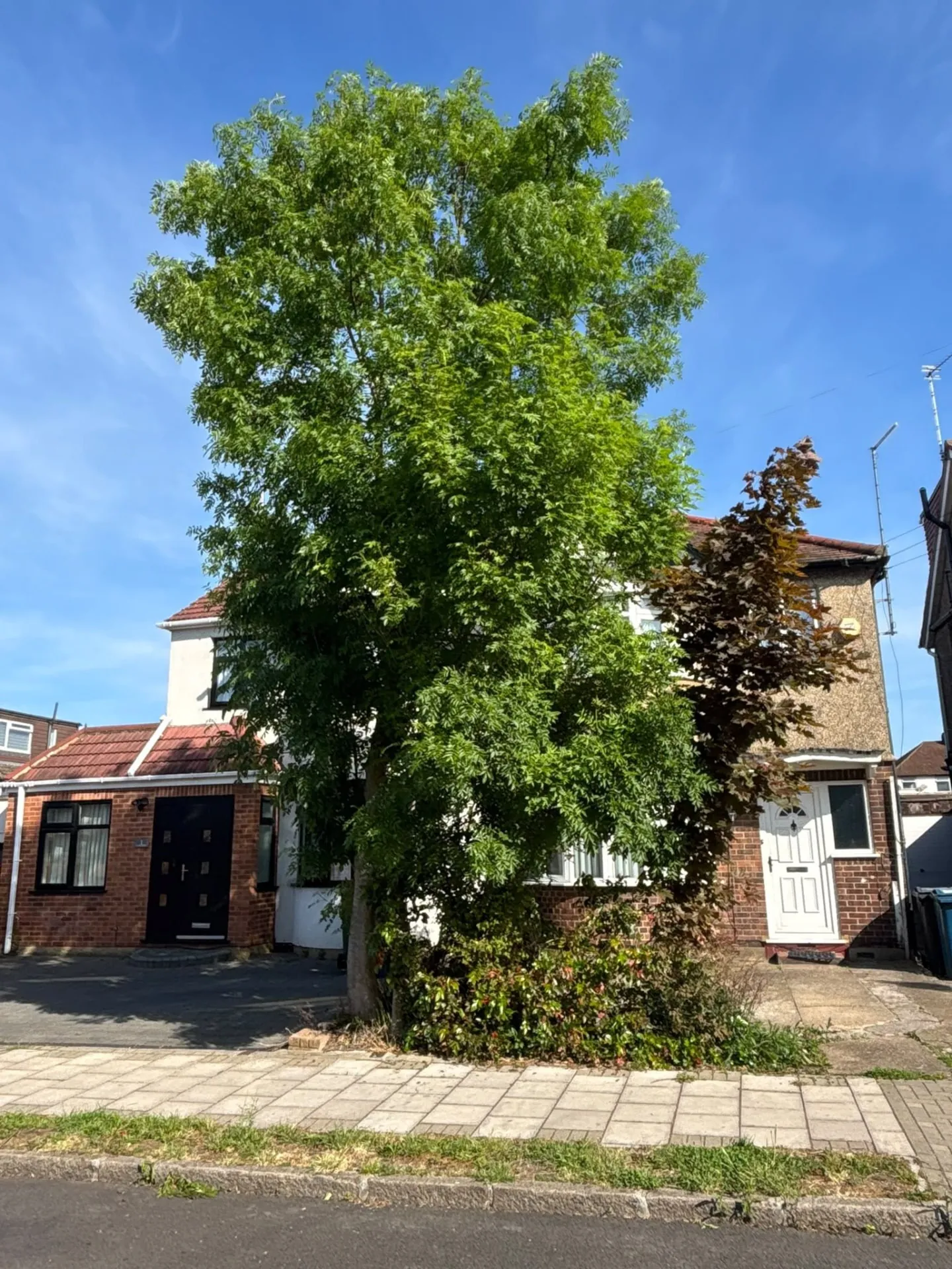 Overgrown ash tree in a front garden before a crown reduction
