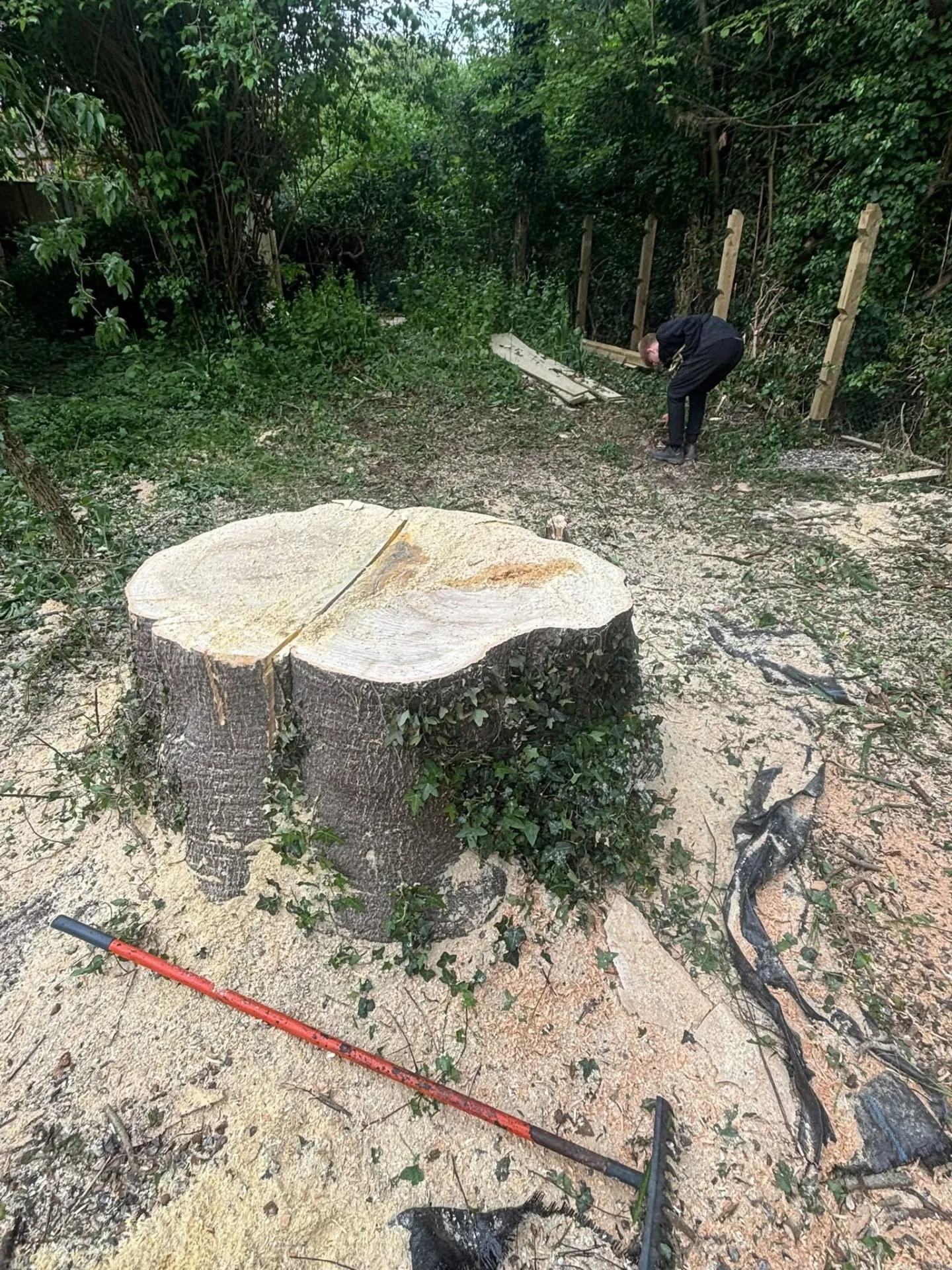 Large freshly cut tree stump surrounded by sawdust after removal