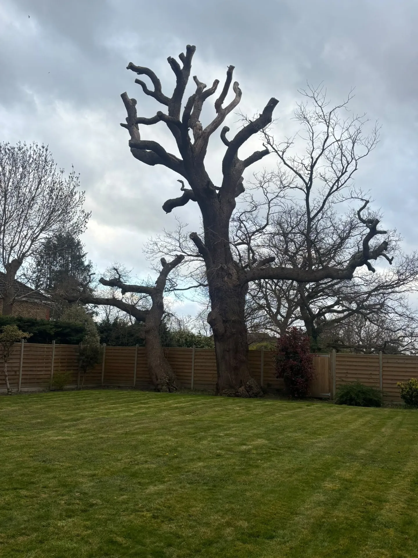 Large oak in a garden after a heavy crown reduction