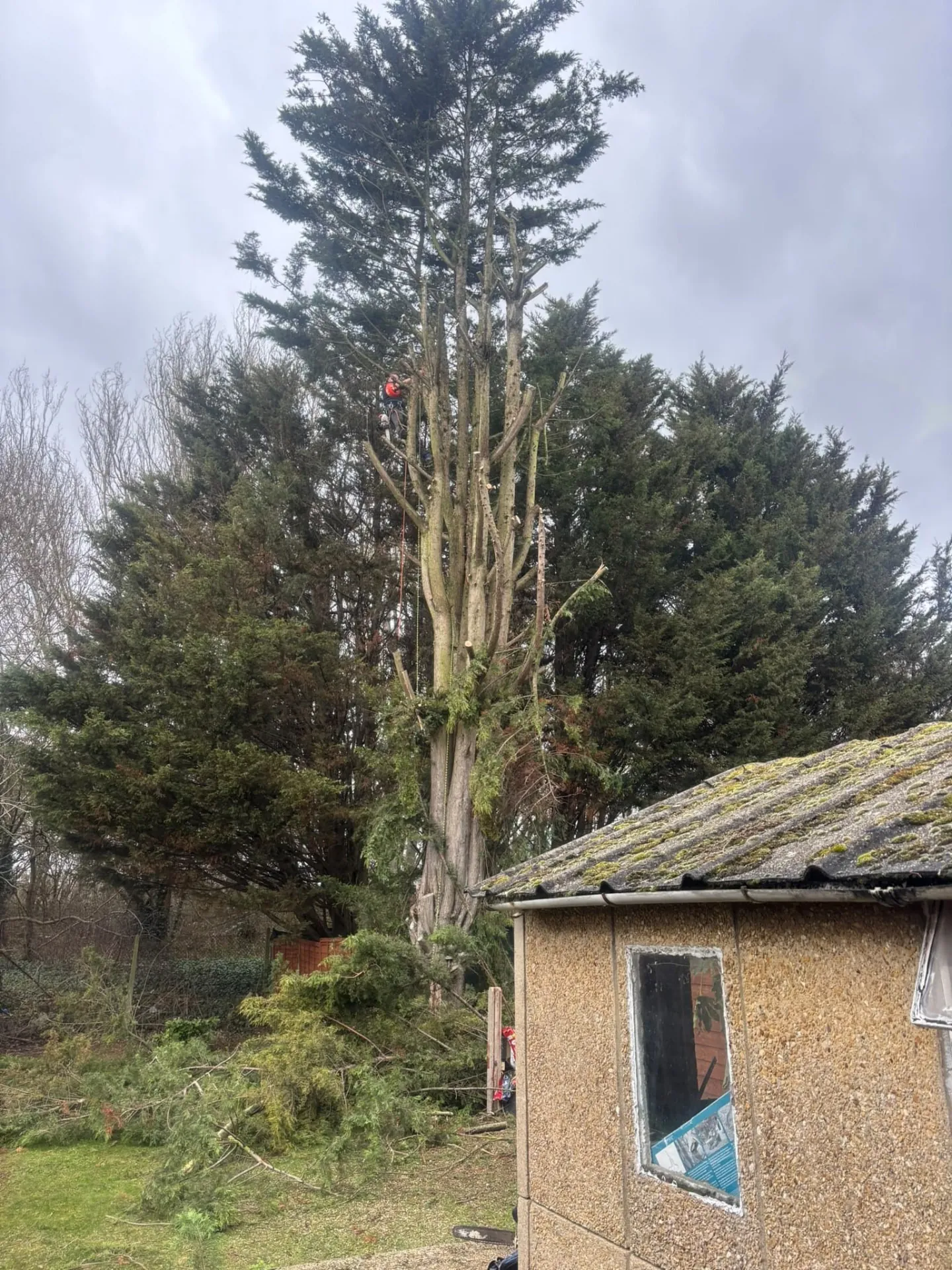 Tall conifer stripped of branches behind a garden outbuilding