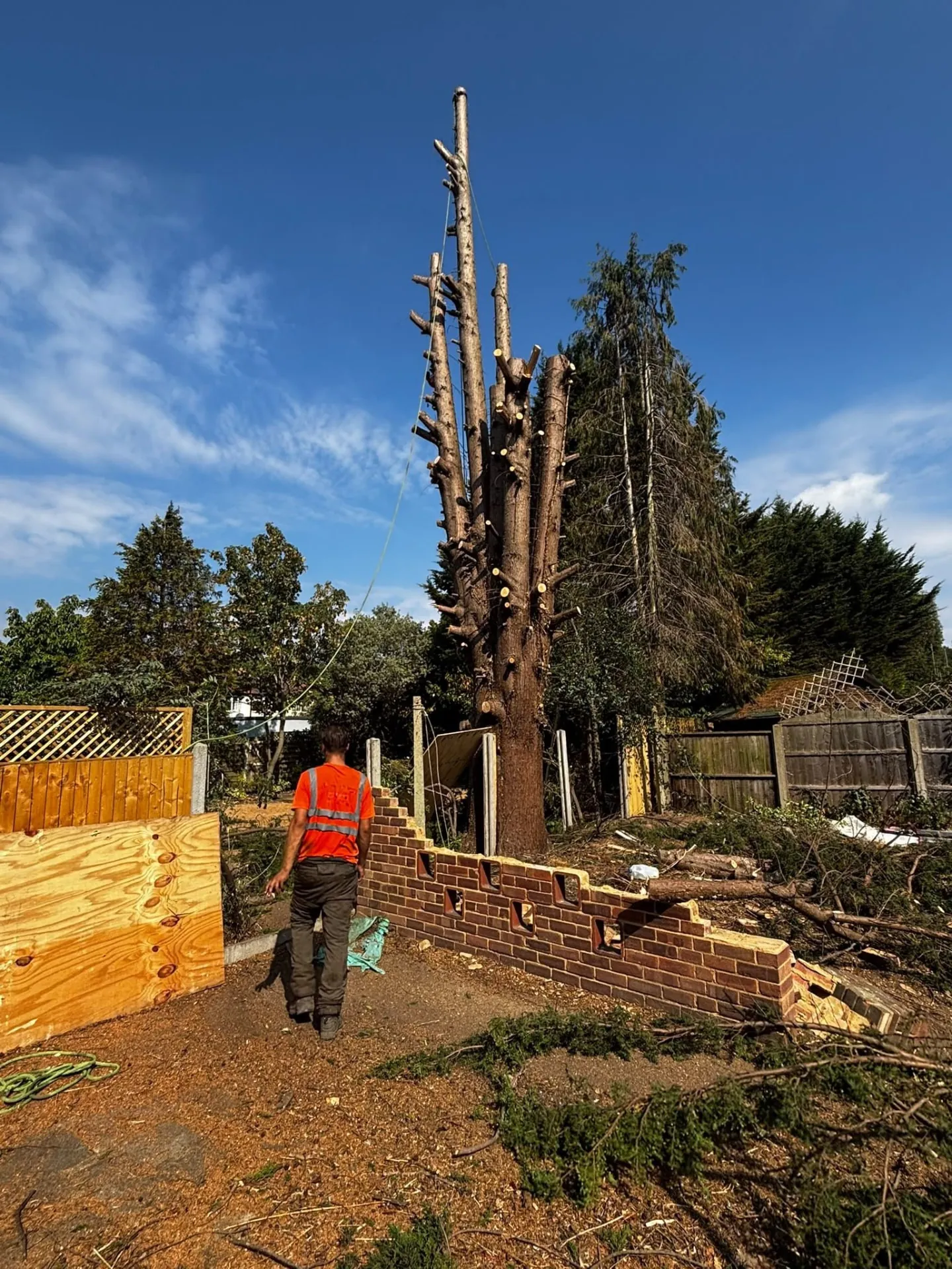 Tree surgeon beside stripped conifer trunks during garden tree removal