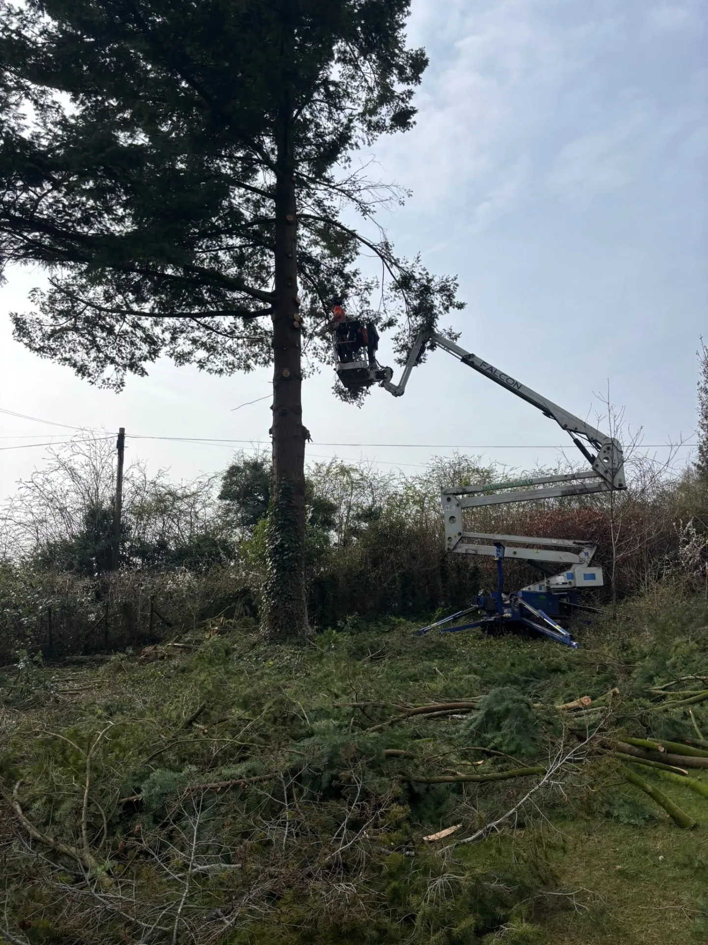 Arborist in a spider lift cutting a tall pine tree