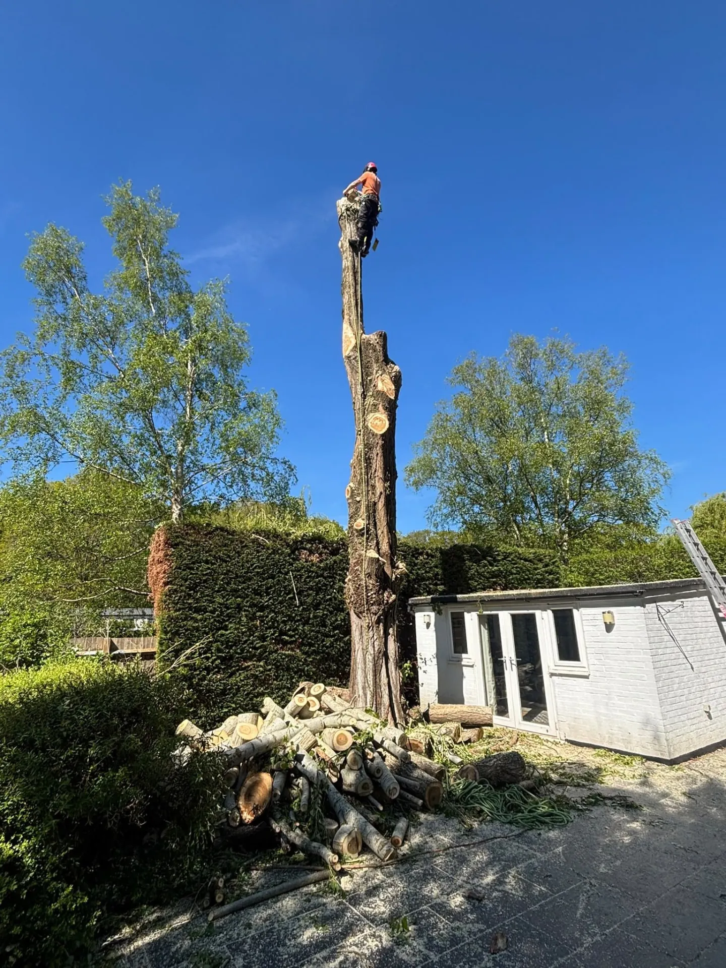 Climber at the top of a bare trunk with cut logs piled below