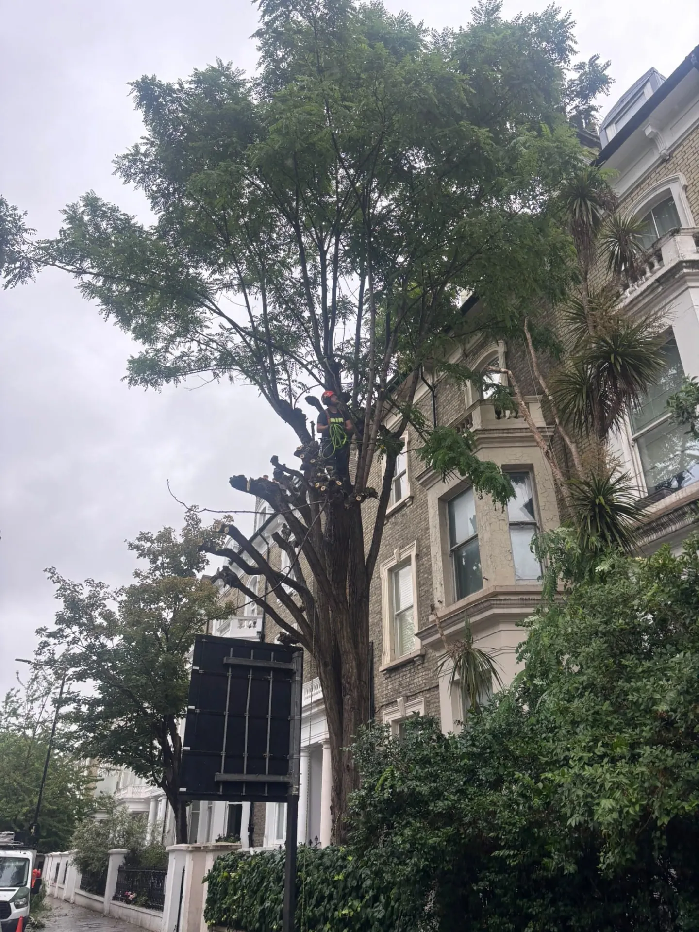 Tree crown reduction underway outside a London townhouse