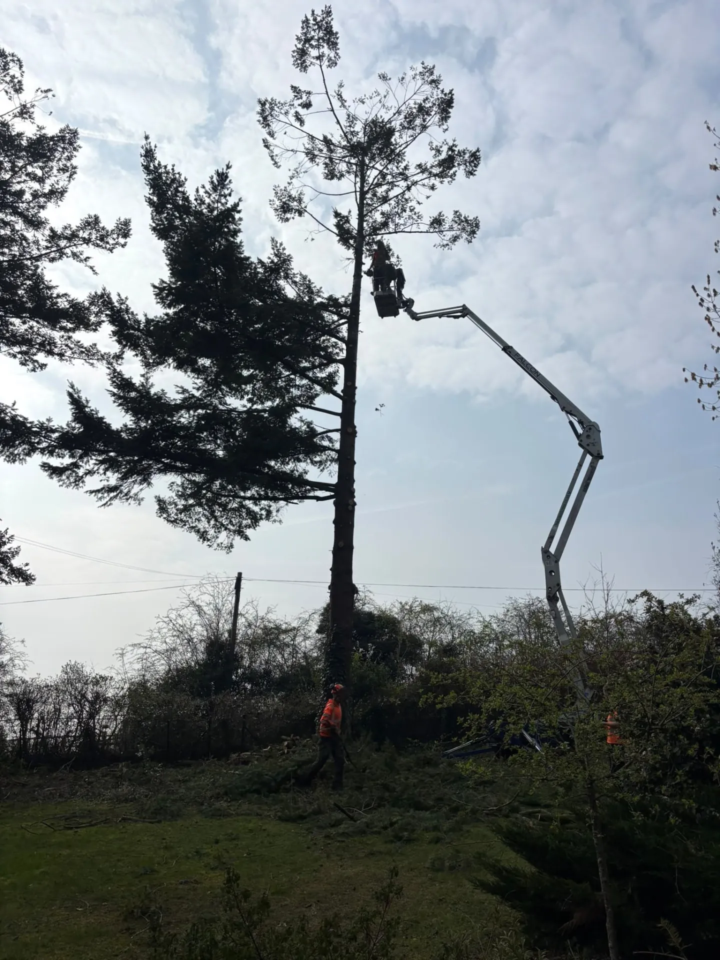 Tall pine being taken down section by section from a cherry picker