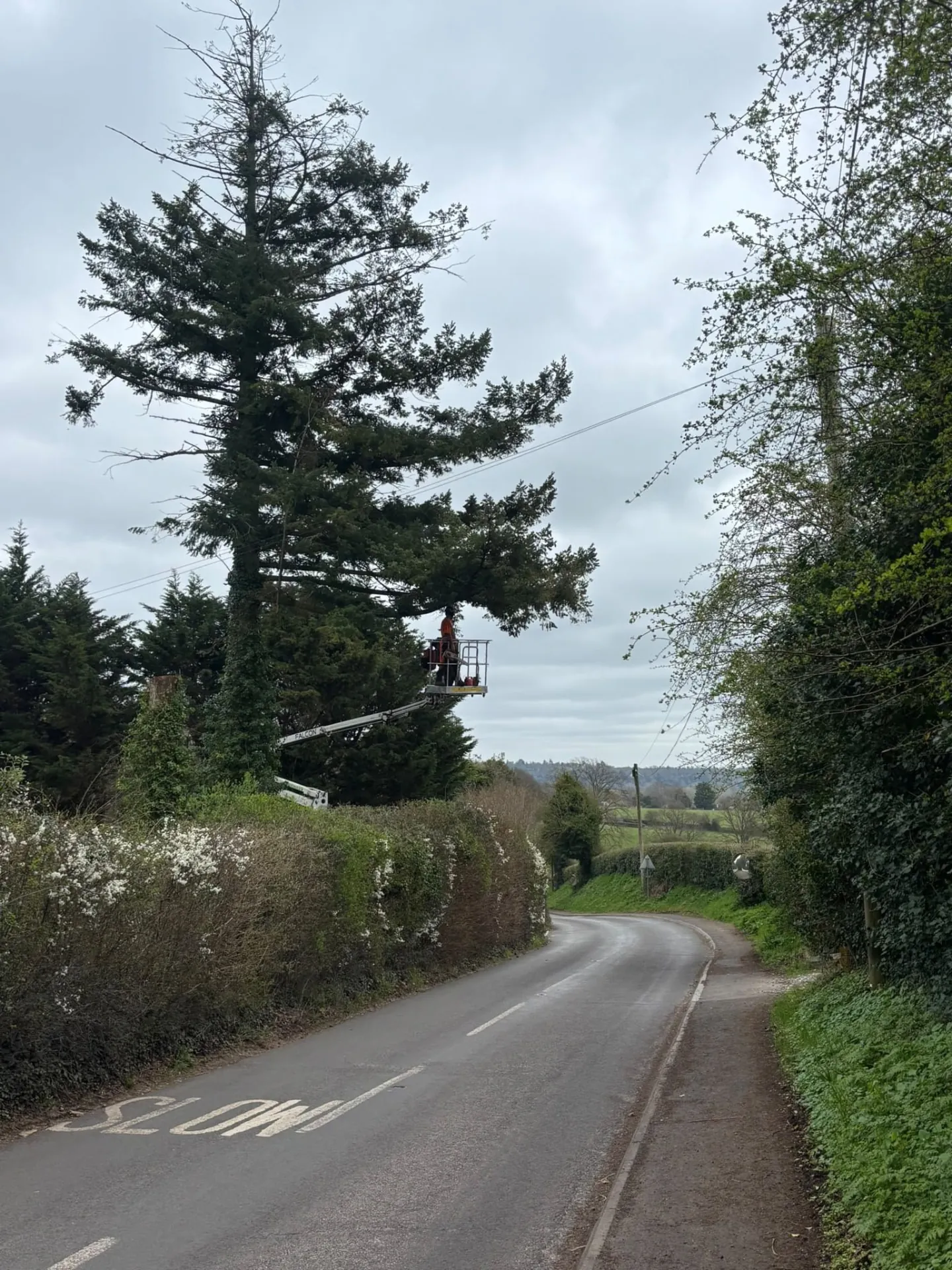 Tree surgeon in a cherry picker pruning a tall conifer beside a country road