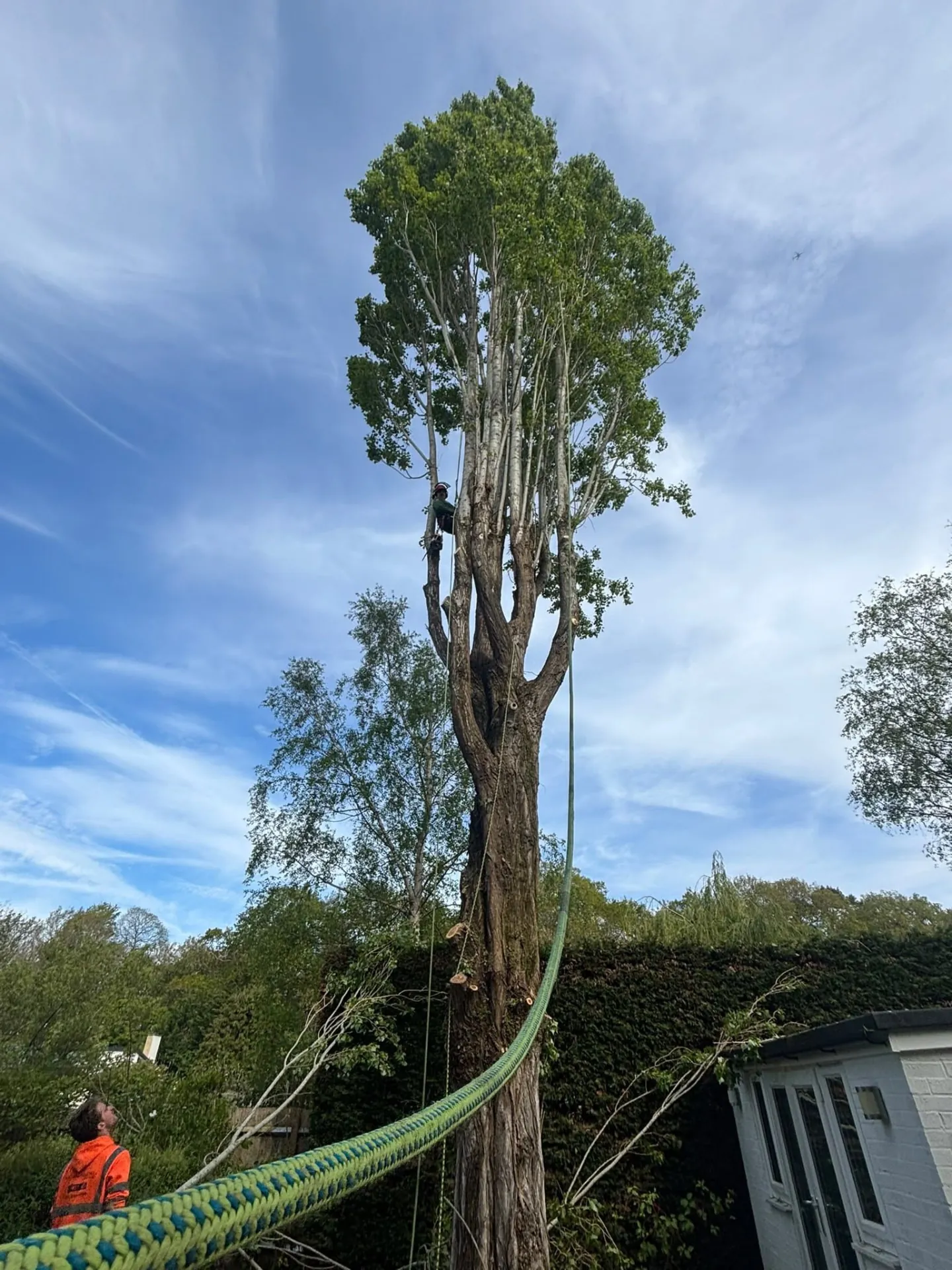 Climber with rigging rope dismantling a tall tree