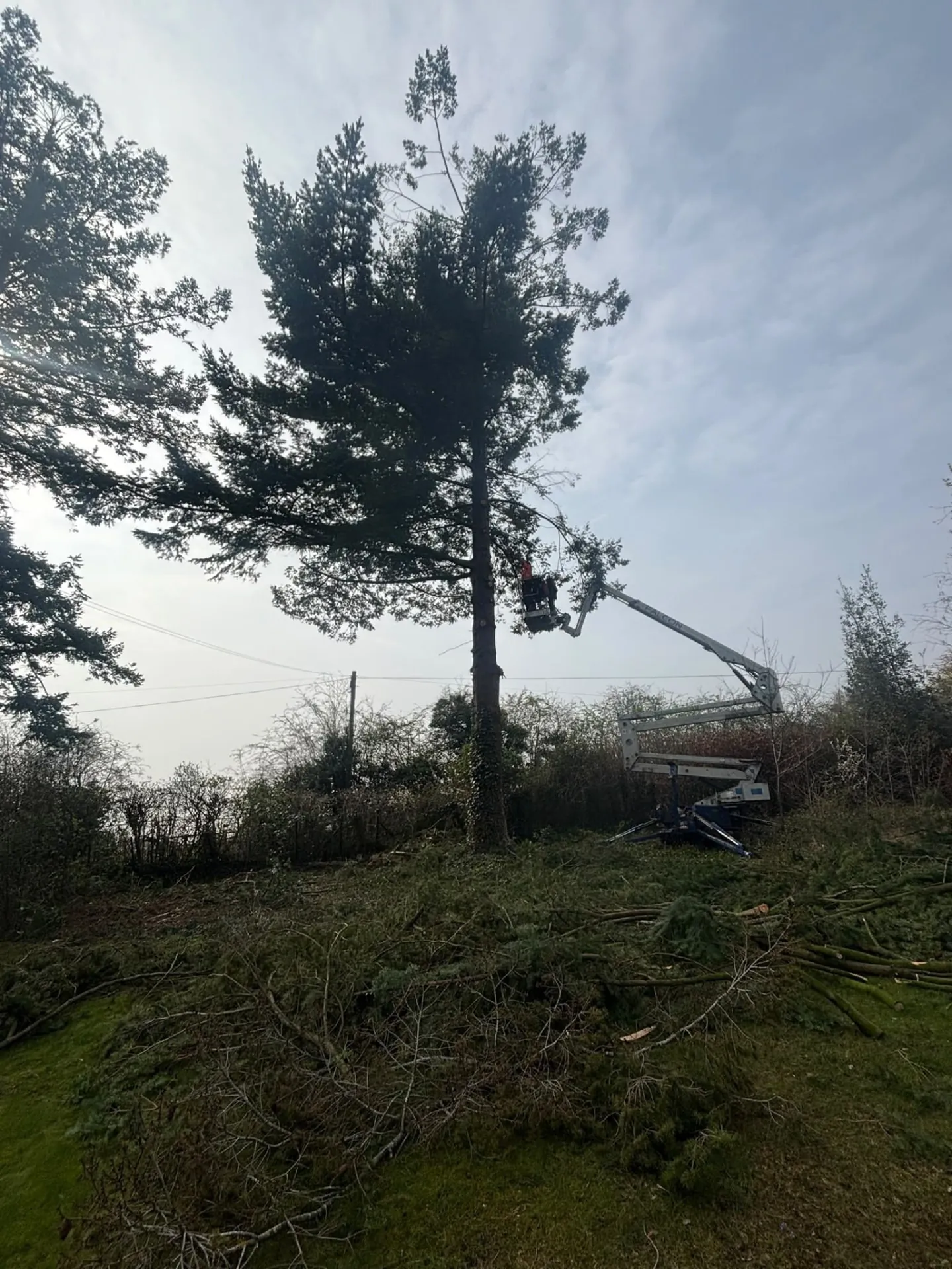 Spider lift working on a pine tree removal in a rural garden