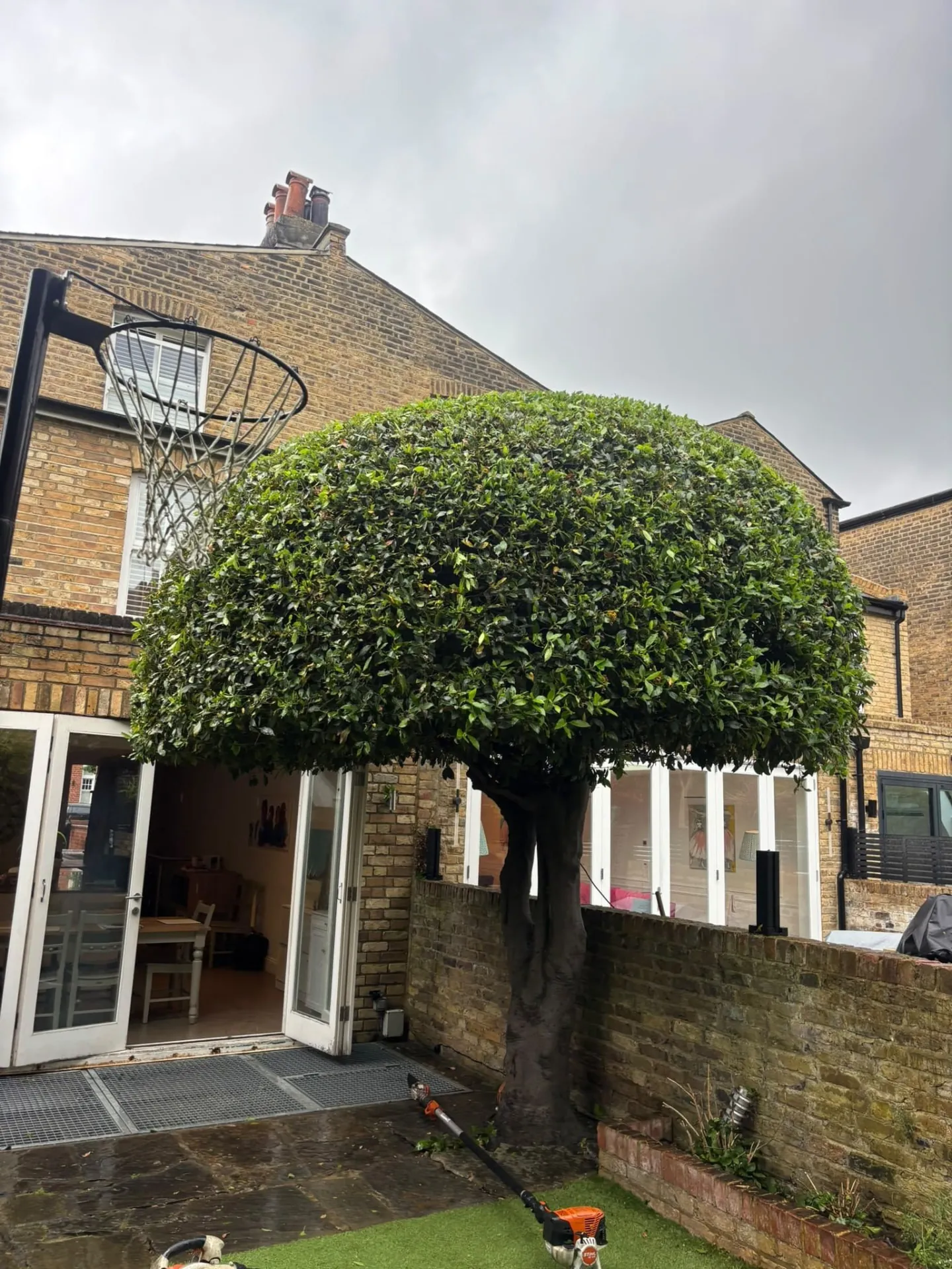 Neatly shaped tree canopy in a London back garden after pruning
