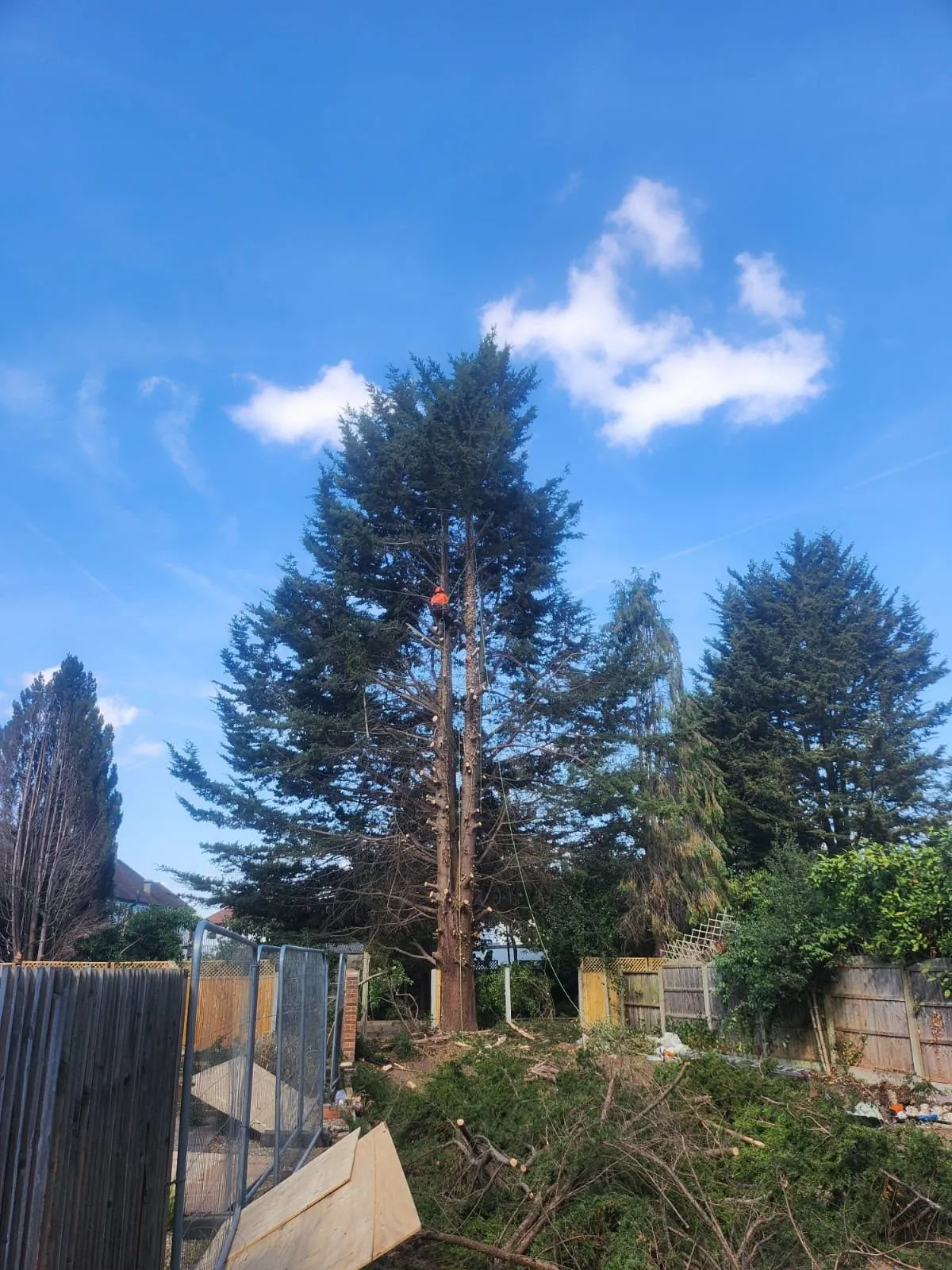 Climber high in a conifer during a back garden tree removal