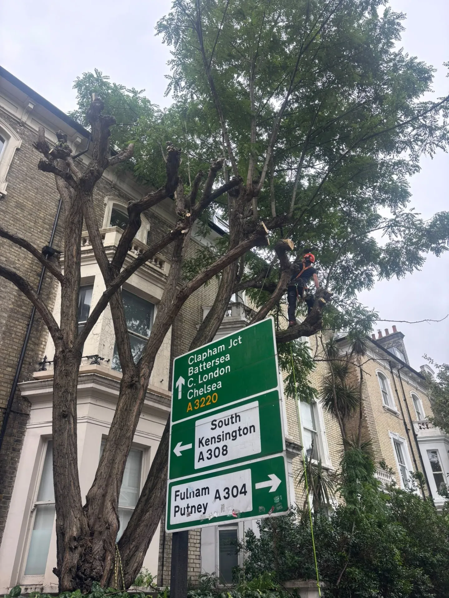 Climber reducing a roadside tree beside a London street sign